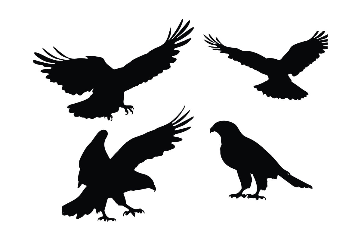 Wild falcon and hawk flying silhouette