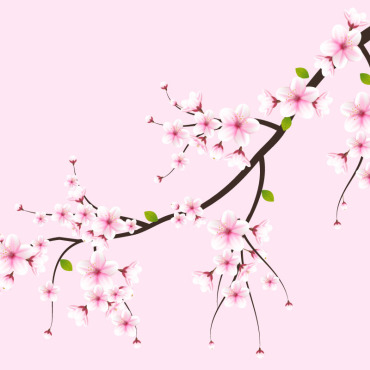 Sakura Falling Illustrations Templates 336026