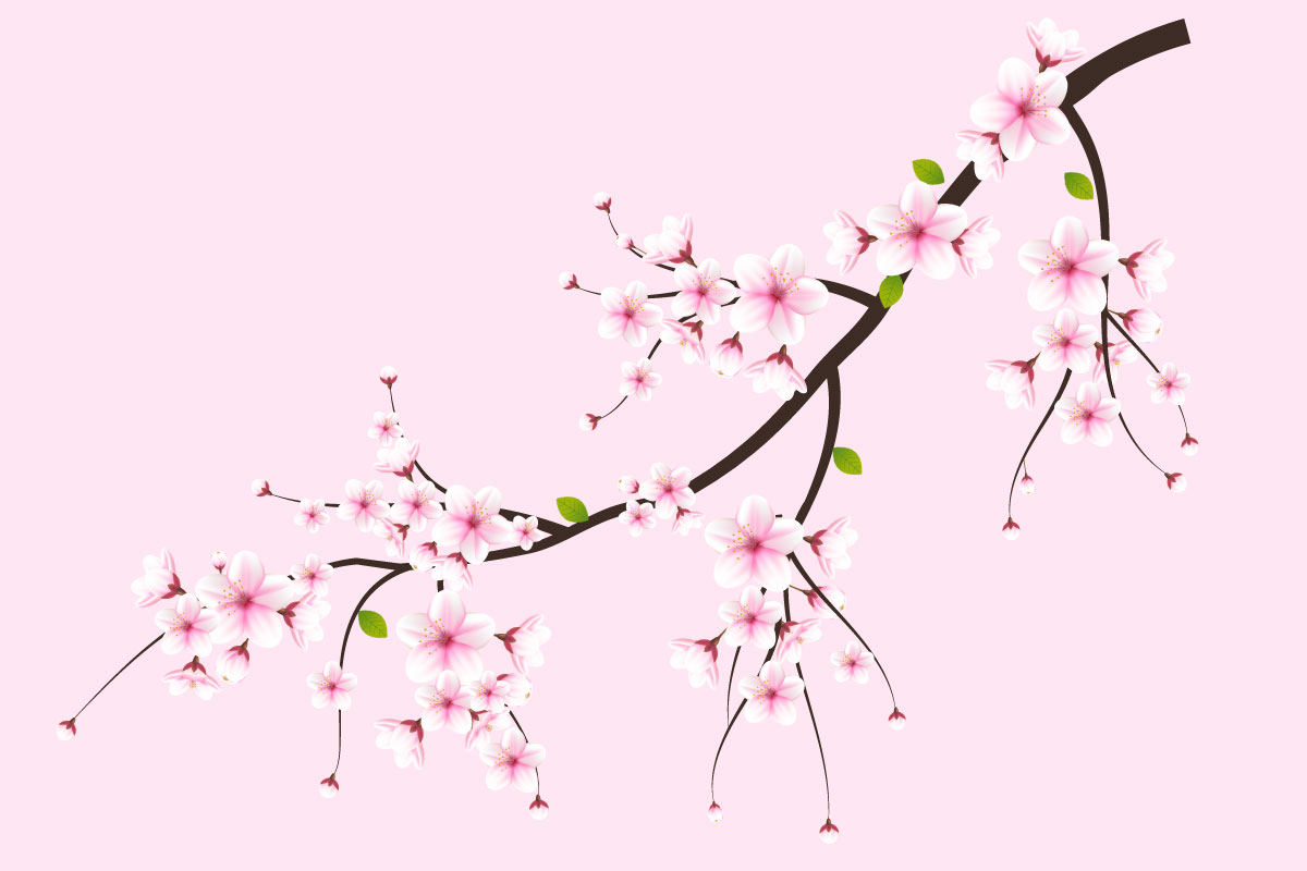 Vector watercolor cherry blossom vector. cherry blossom flower blooming vector. pink sakura flowers