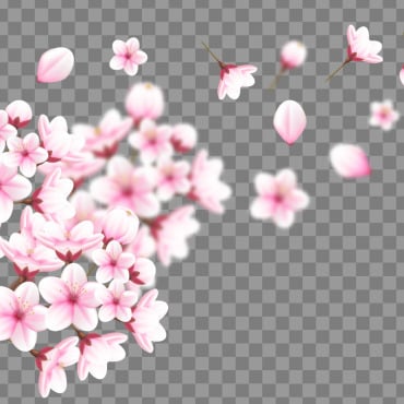 Sakura Falling Illustrations Templates 336027