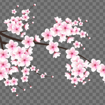 Sakura Falling Illustrations Templates 336028