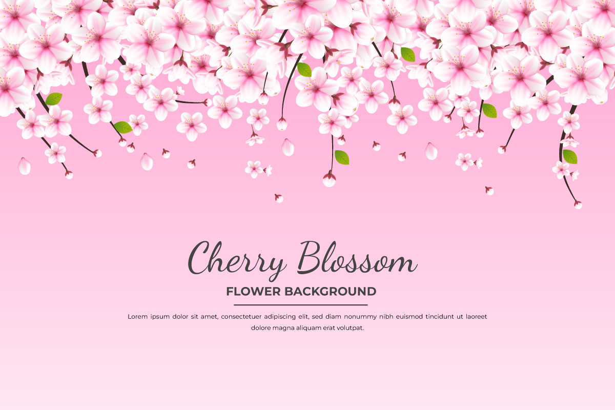 Vector  cherry blossom vector. cherry blossom flower blooming vector. pink sakura flower