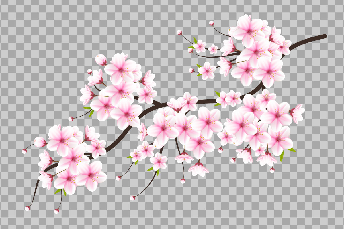 Cherry blossom vector. cherry blossom flower blooming vector. pink sakura flower