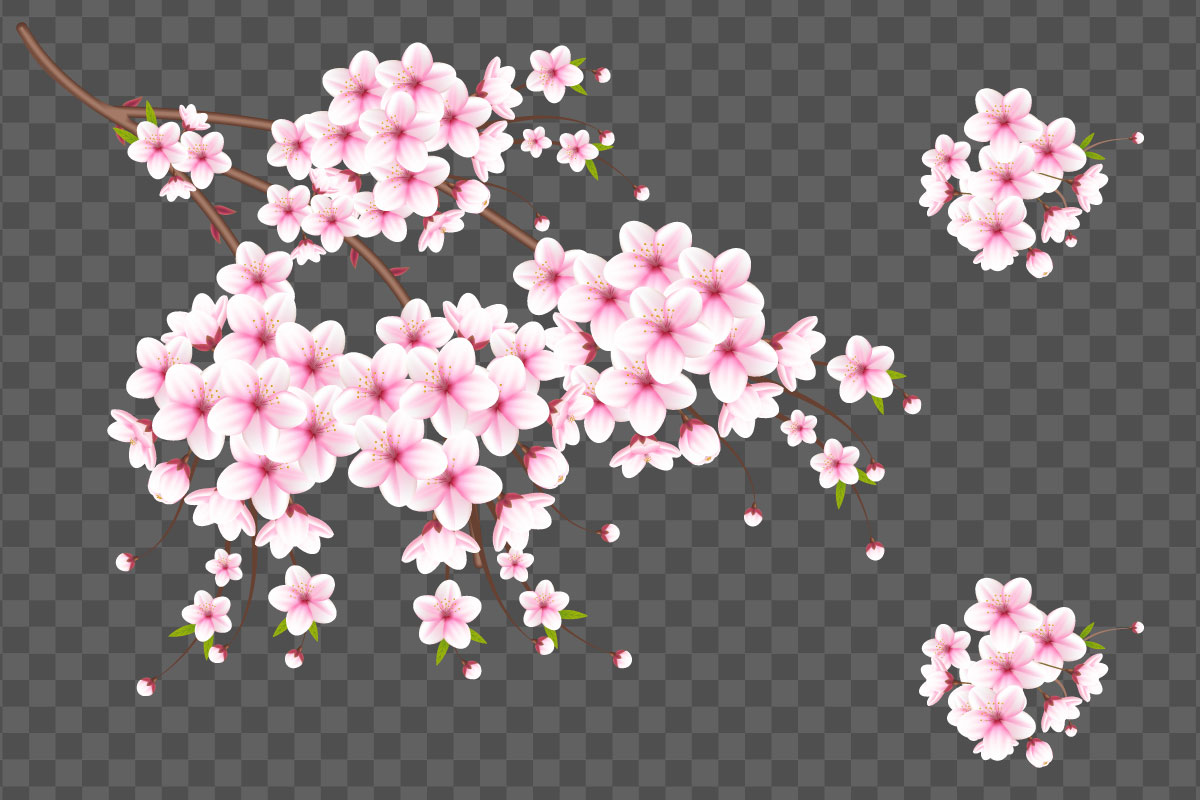 Vectorr cherry blossom and cherry blossom flower blooming. pink sakura flower