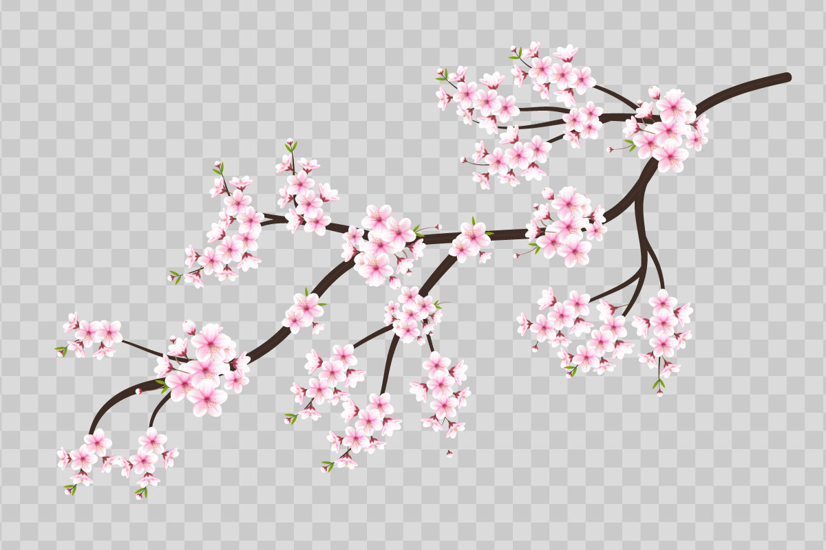 Cherry blossom, cherry blossom flower blooming and  vector. pink sakura flower