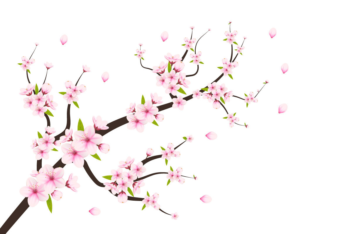 Cherry blossom cherry blossom flower blooming . pink sakura flowers