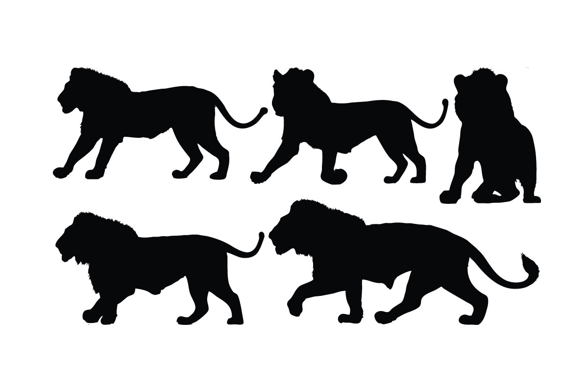 Lion standing in different positions