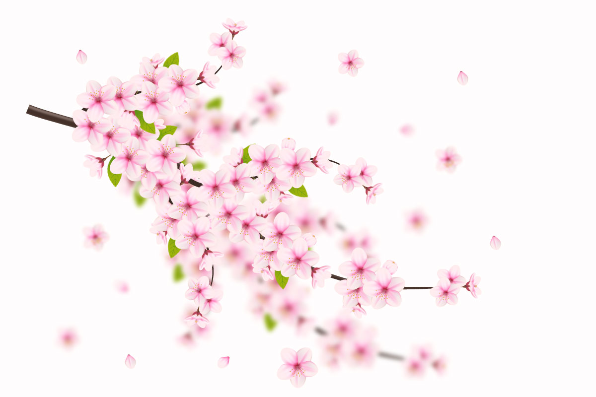 Vector floral with cherry blossoms in full bloom on a pink sakura flower design
