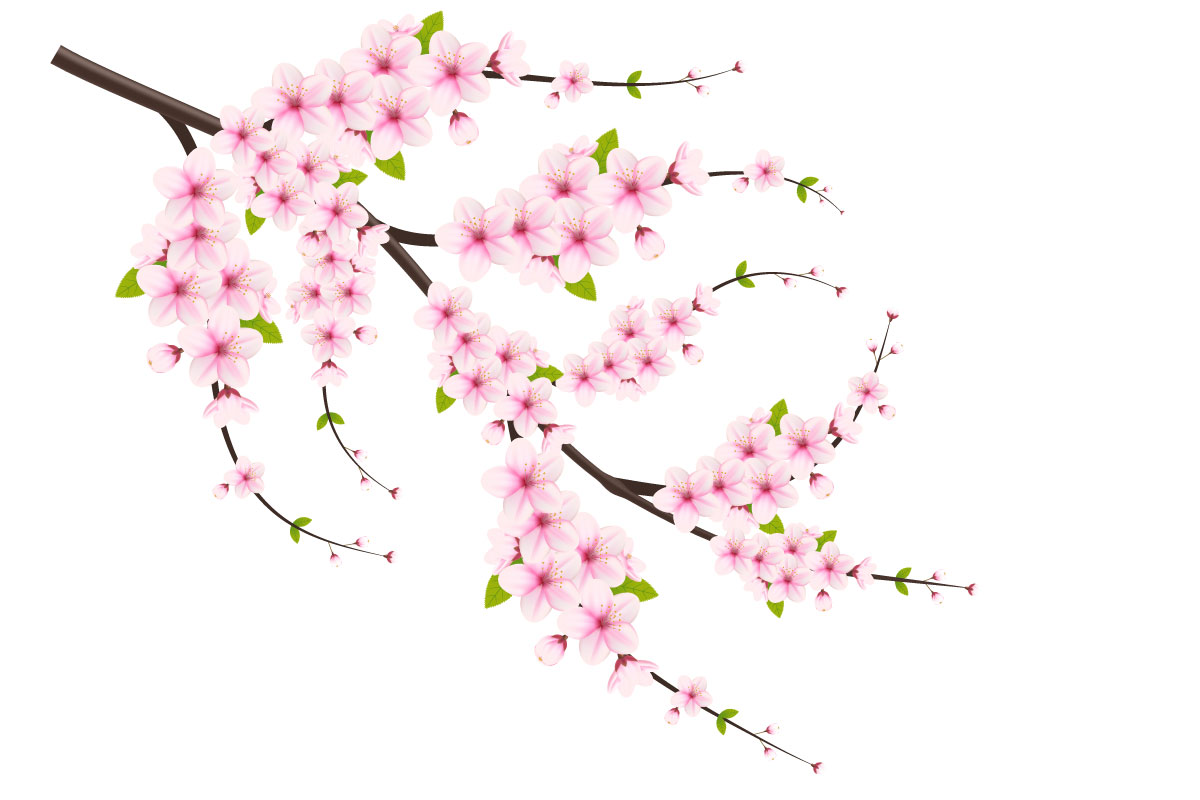 vector floral with cherry blossoms in full bloom on a pink sakura flower
