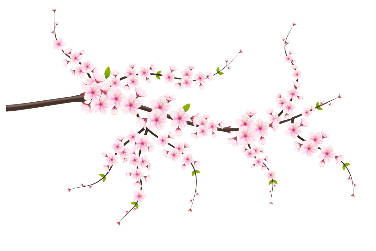 vector floral with cherry blossoms in full bloom on a pink sakura flower design idea
