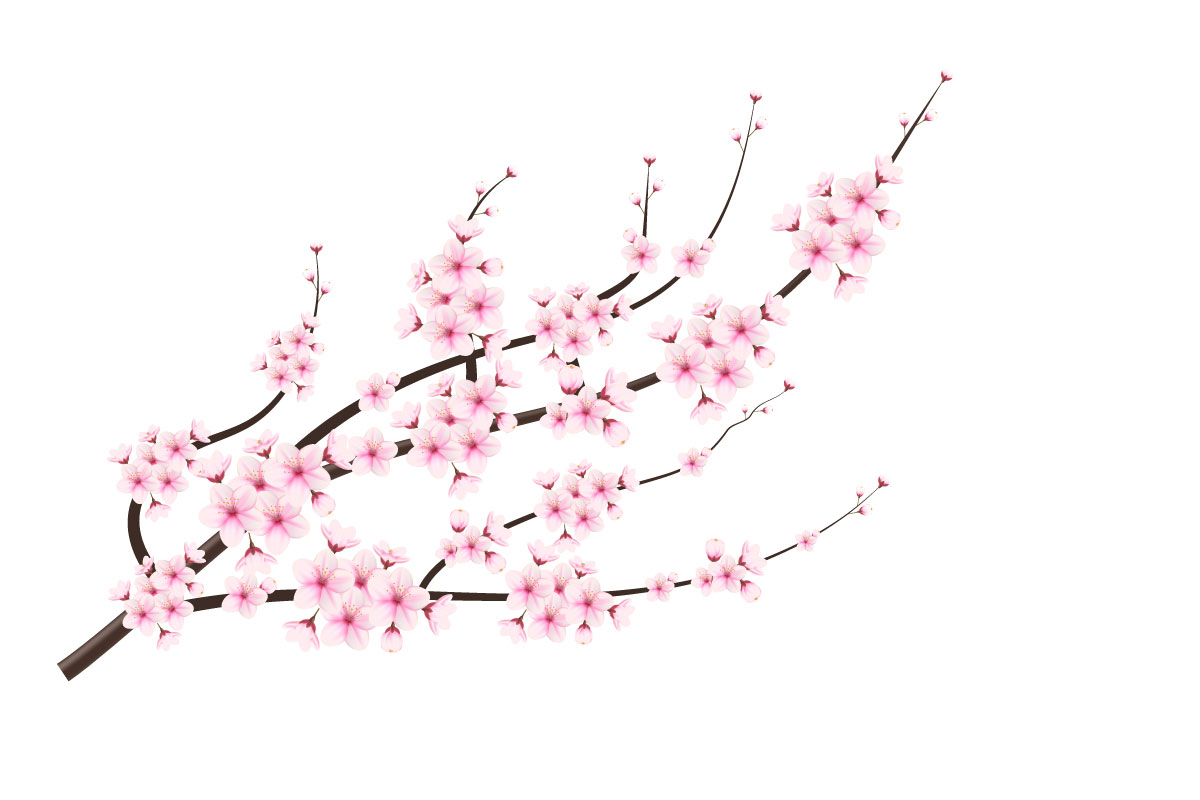 Cherry blossoms in full bloom on a pink sakura flower design