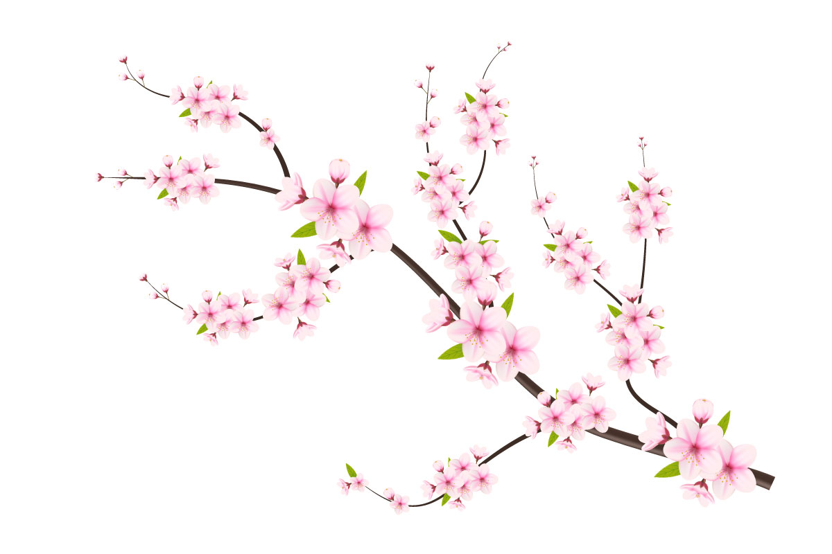 Cherry blossoms in full bloom on a pink sakura flower design  concept