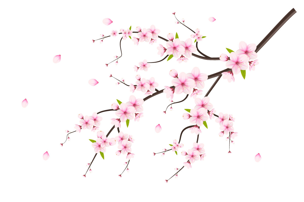 vector floral with cherry blossoms in full bloom on a pink sakura flower idea
