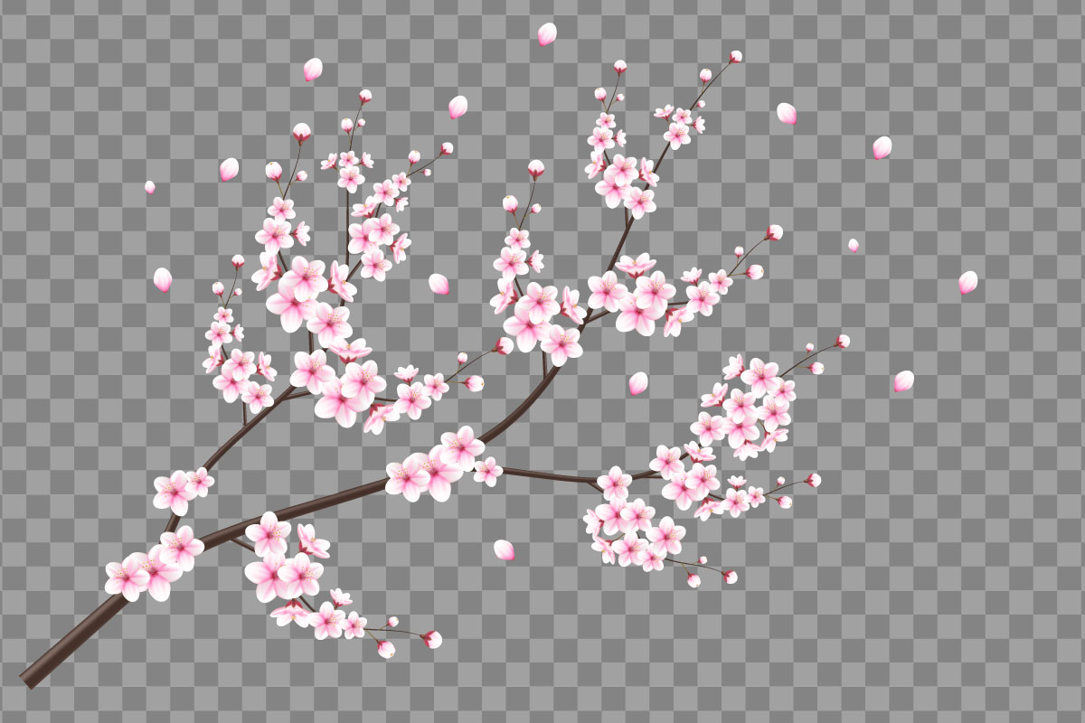 vector floral with cherry blossoms in full bloom on a pink sakura flower style