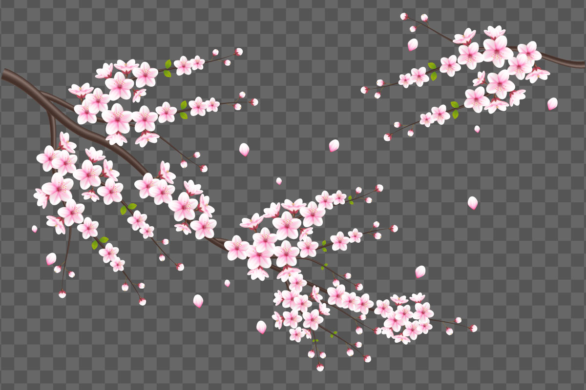 Vector  cherry blossoms in full bloom on a pink sakura flower design