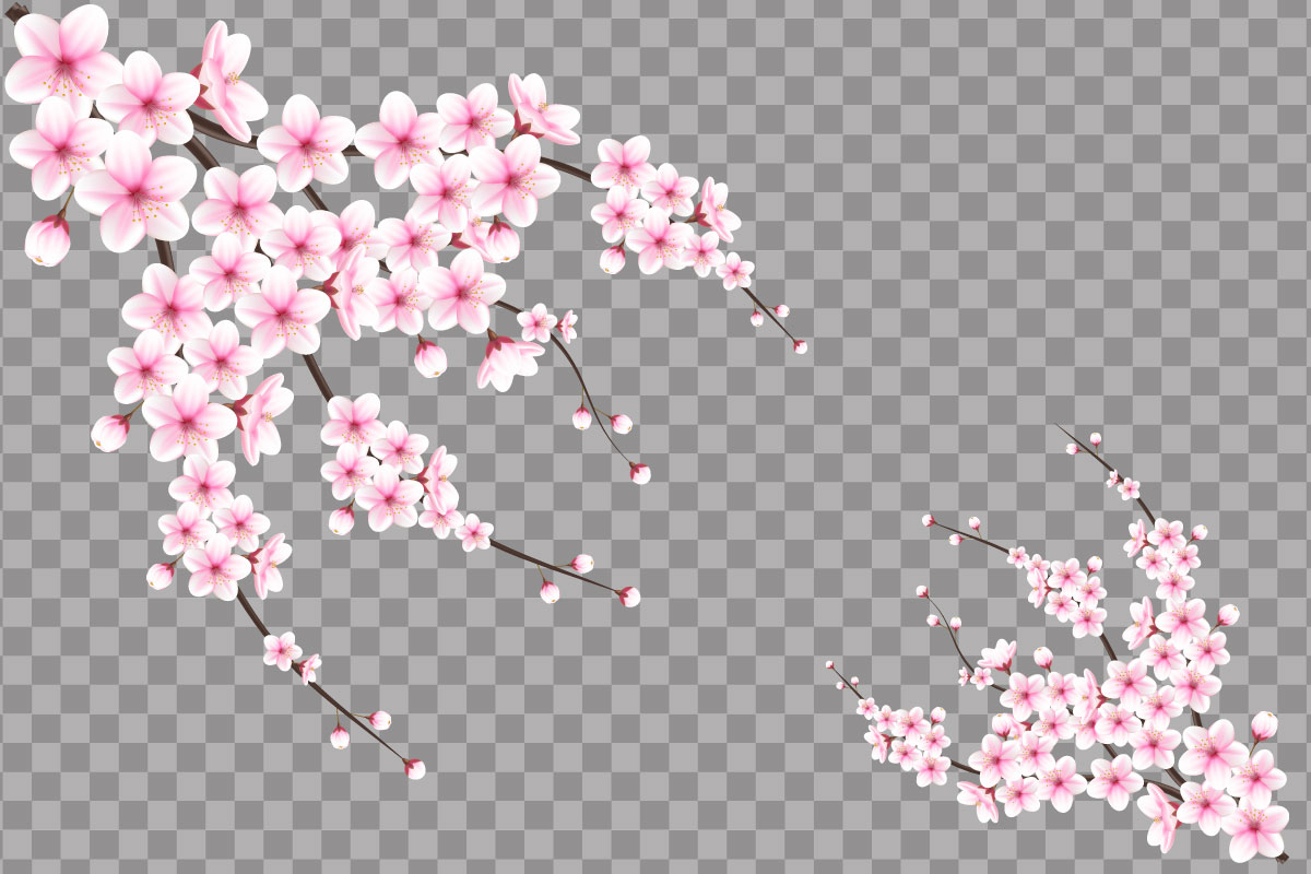 vector cherry blossom in full bloom on a pink sakura flower