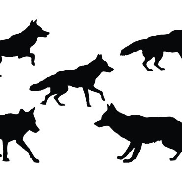 Vector Coyote Illustrations Templates 336438