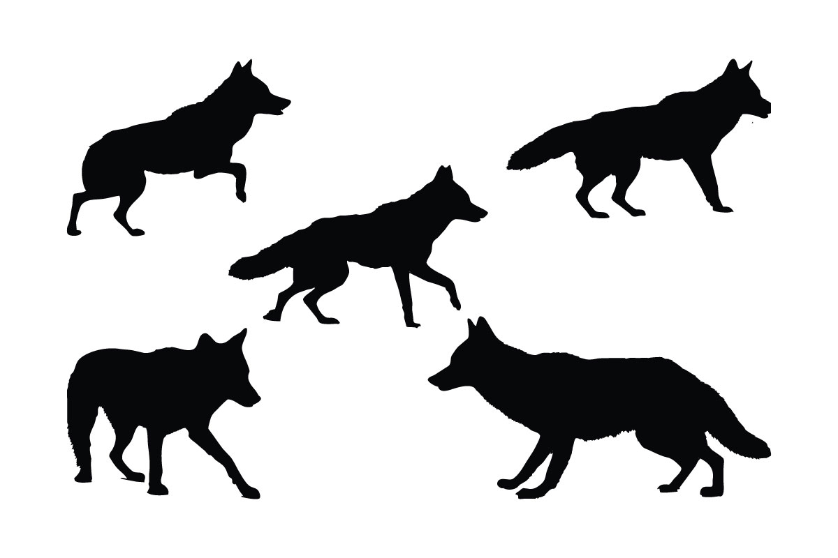 Carnivore coyote walking silhouette set