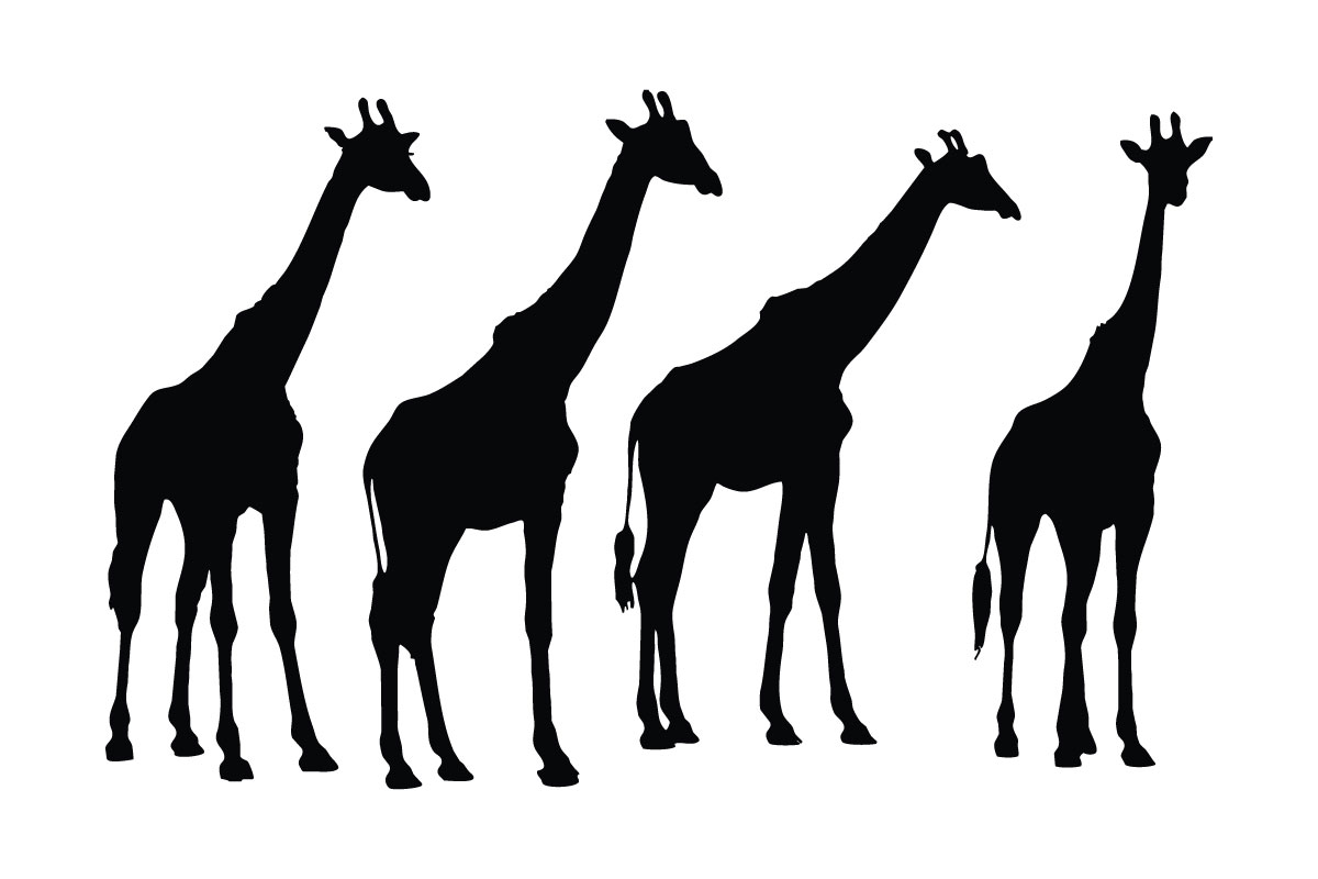 Wild giraffe standing silhouette vector