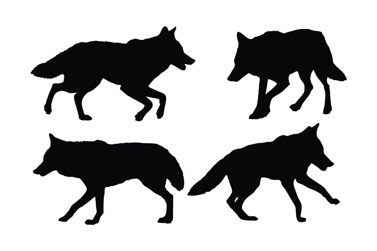 Coyote walking in different positions vector