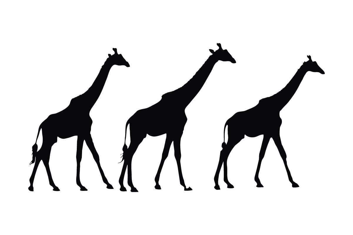 Giraffe walking silhouette collection