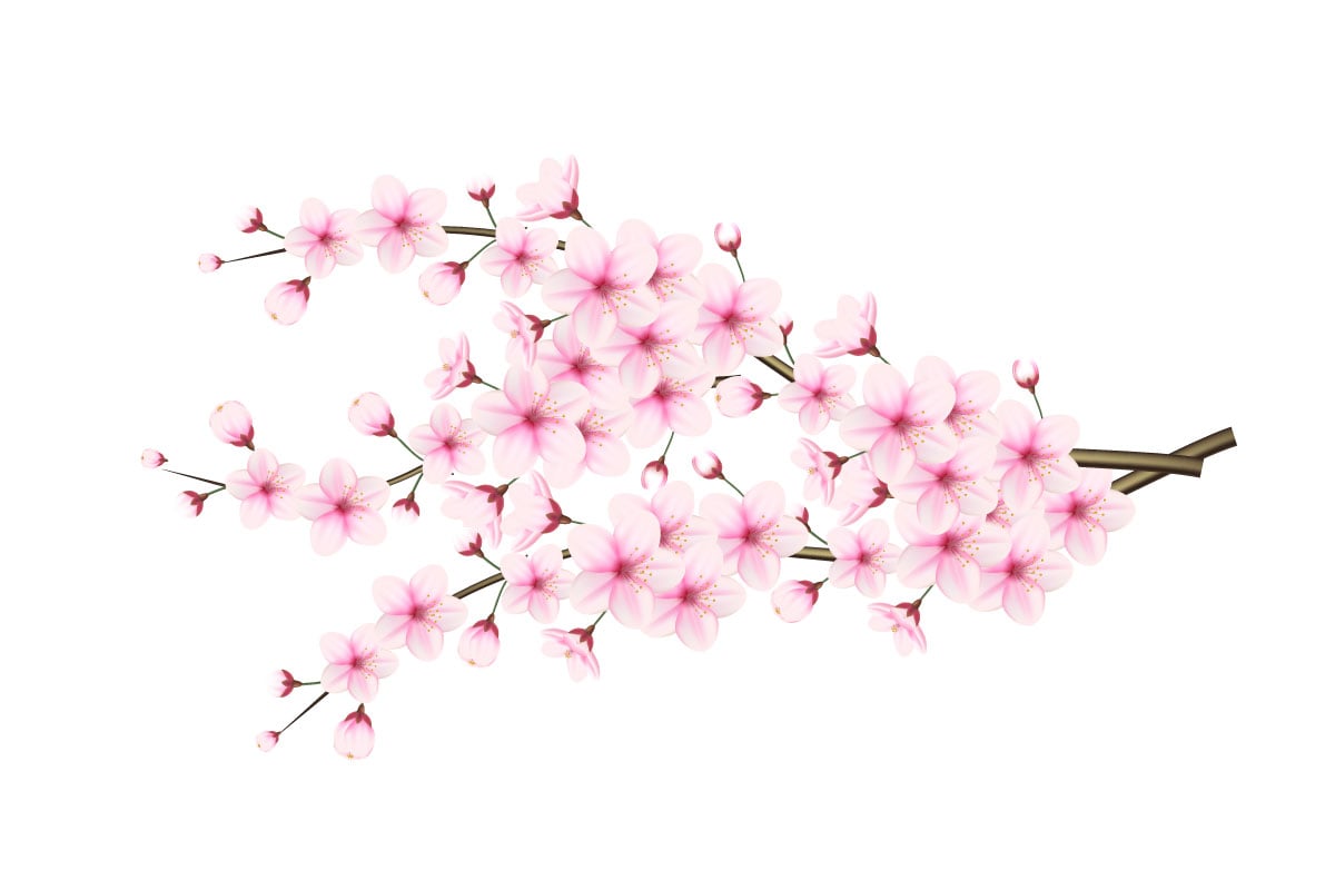Cherry blossom branch with sakura flower cherry blossom  sakura flowers with falling petal