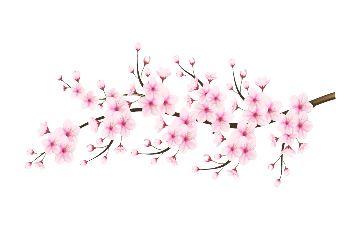 Cherry blossom branch with sakura flower cherry blossom  sakura flower with falling petals