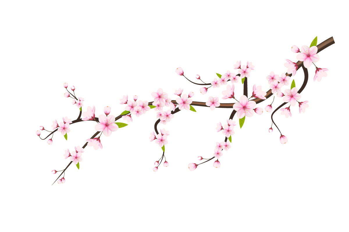 Cherry blossom branch with sakura flower cherry blossom  sakura flower with falling peta