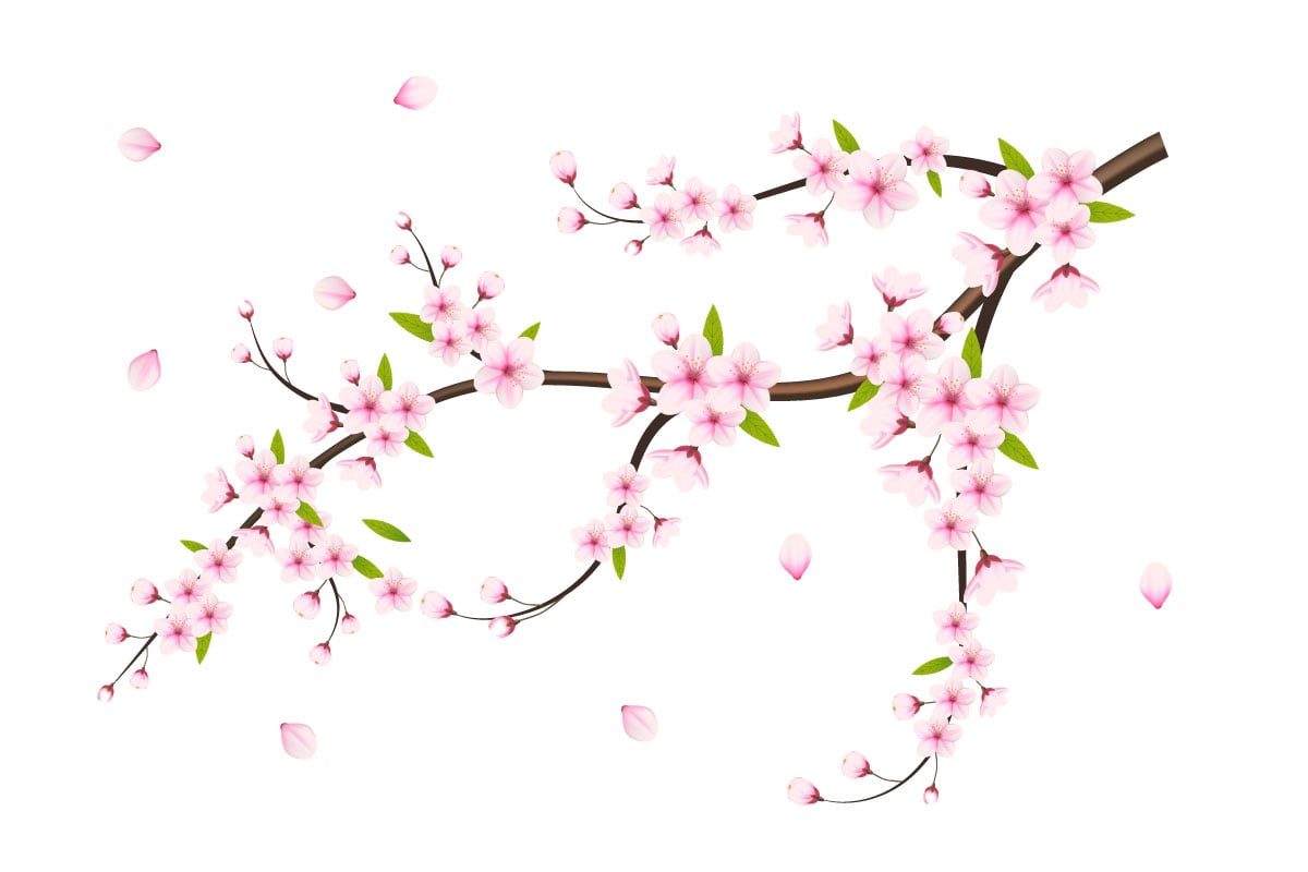 Cherry blossom branches with sakura flower cherry blossom  sakura flower with falling peta