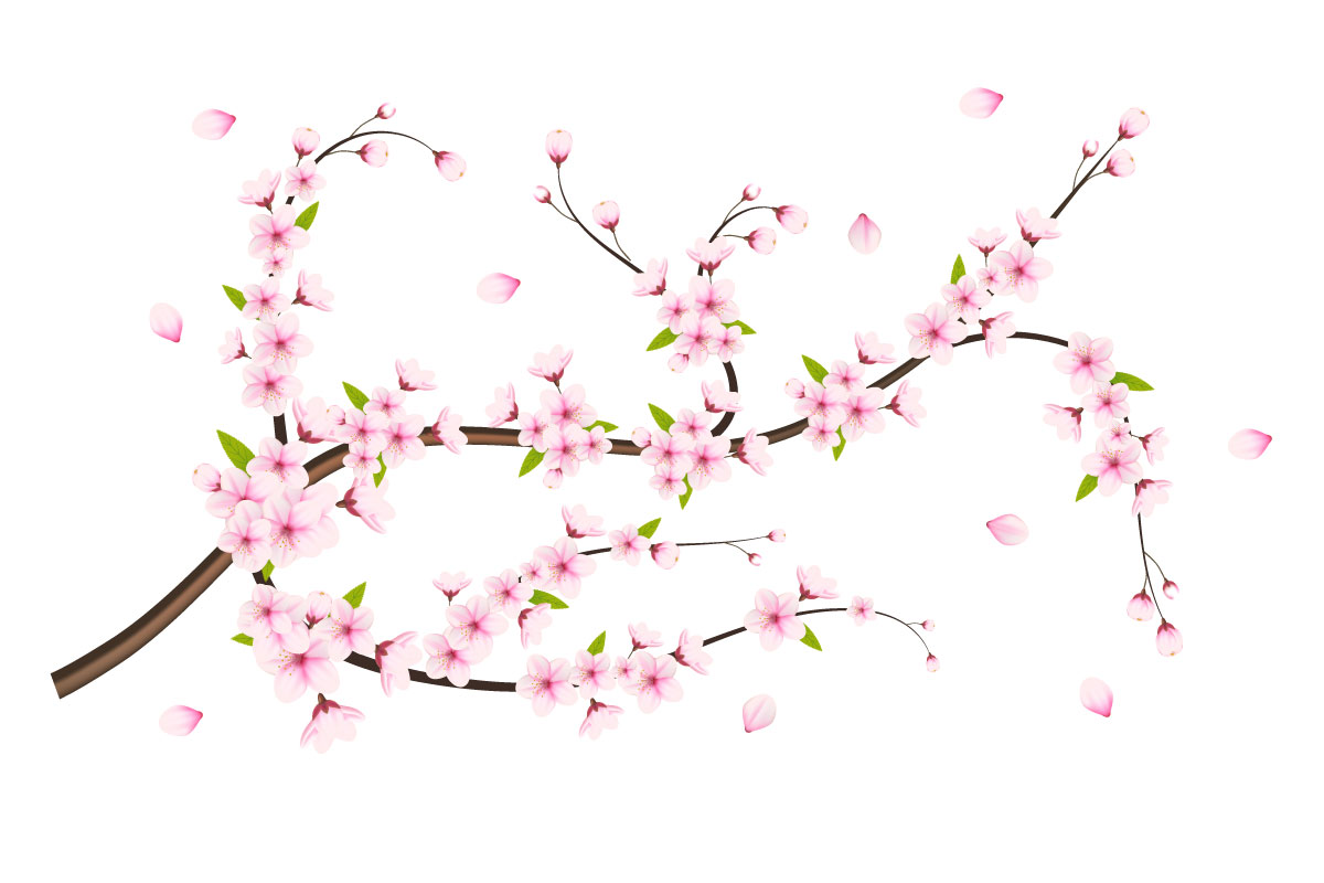 Vector Cherry blossom branch with sakura flower cherry blossom  sakura flower with falling petals