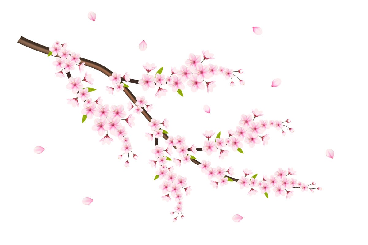 Vector Cherry blossom with sakura flower cherry blossom  sakura flowers with falling petal