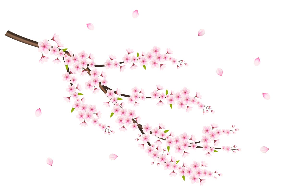 Cherry blossom  with sakura flower cherry blossom  sakura flowers with falling petal