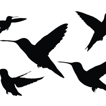 Hummingbird Animal Illustrations Templates 336506