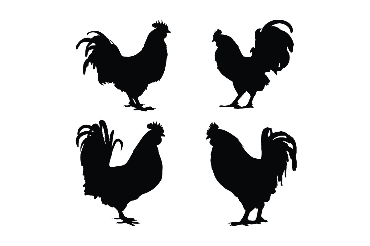 Rooster full body silhouette vector