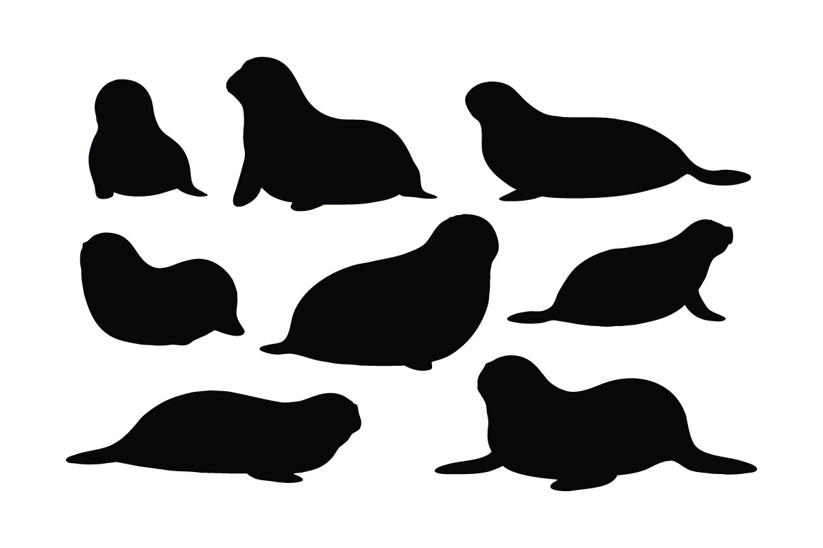 Baby seals laying silhouette set vector