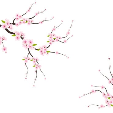 Sakura Falling Illustrations Templates 339625