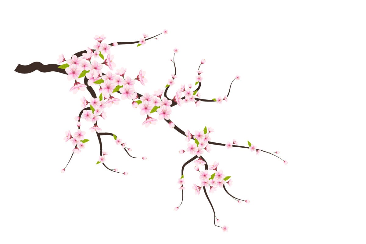 Cherry flowers and petals illustration,cherry blossom vector. pink sakura flower