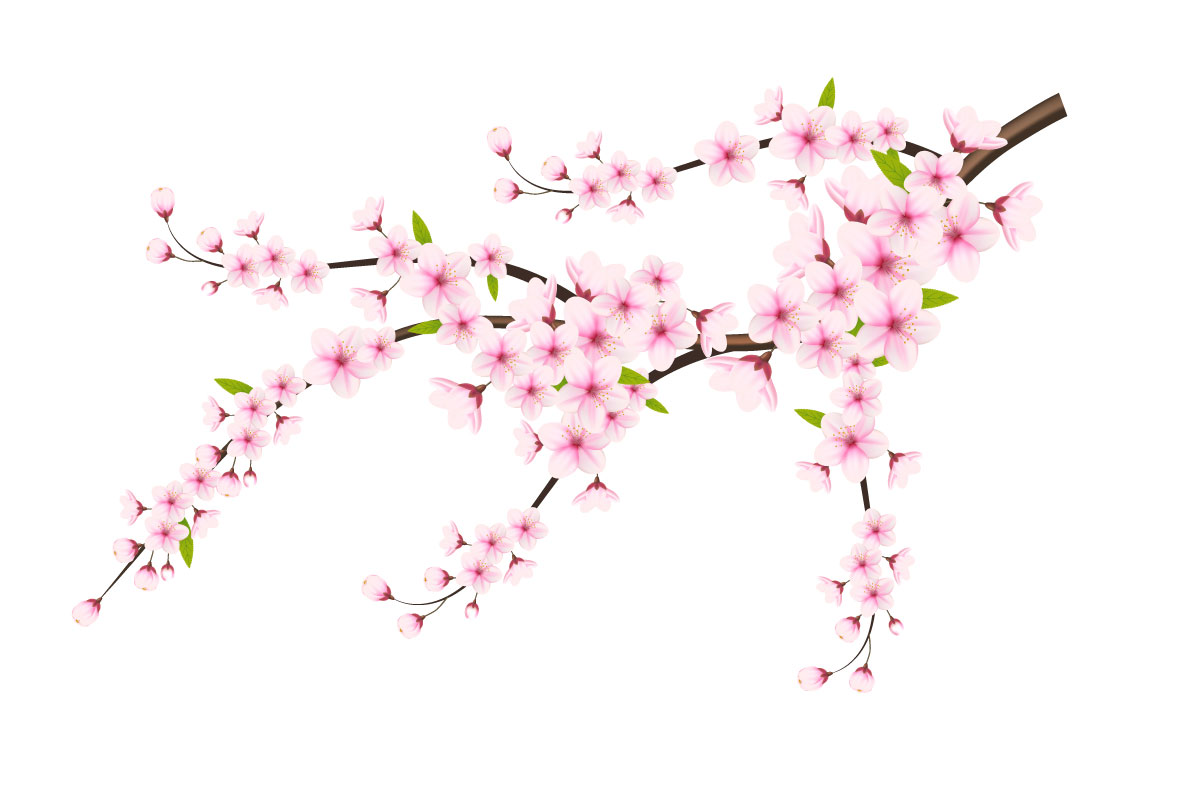 Realistic blooming cherry flowers and petals illustration,cherry blossom vector.