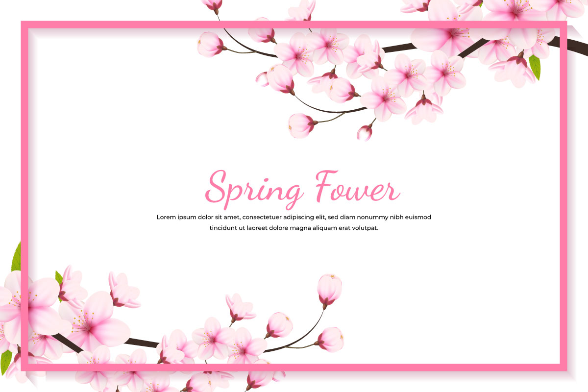 Realistic blooming cherry flowers frame and petals illustration,cherry blossom vector. sakura flower