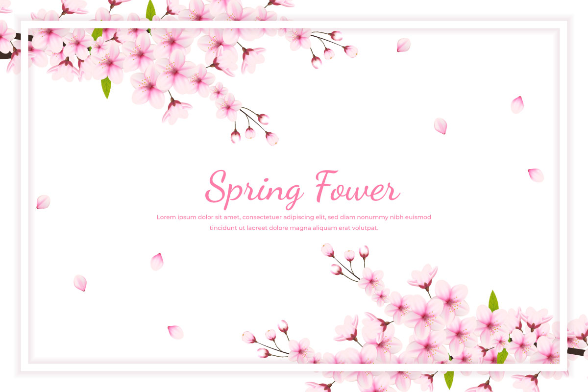 Cherry flowers white  frame and petals illustration,cherry blossom vector. pink sakura flower