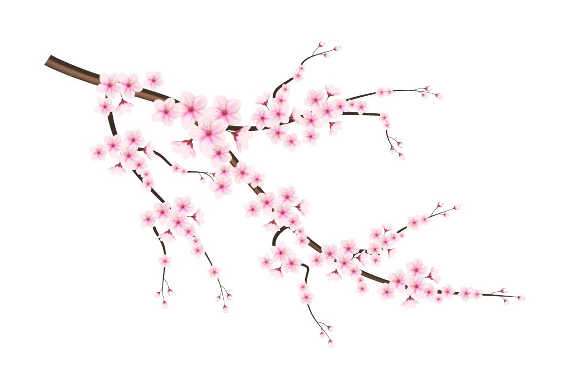 Blooming cherry flowers and petals illustration,cherry blossom vector