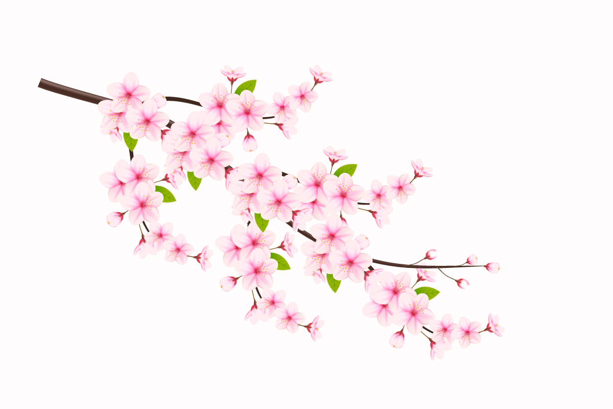 Realistic blooming cherry flowers and petals illustration,cherry blossom vector. pink sakura flowers