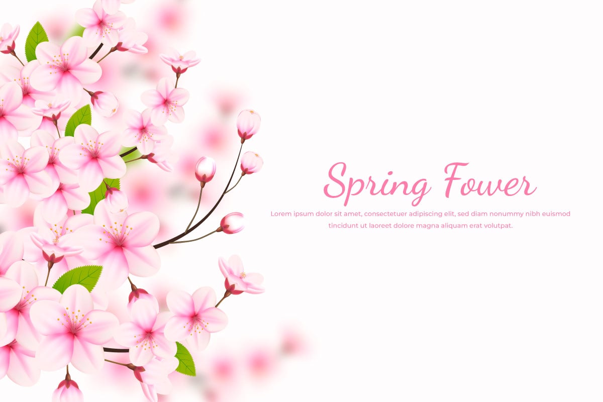 Realistic blooming cherry flowers background and petals illustration,cherry blossom vector