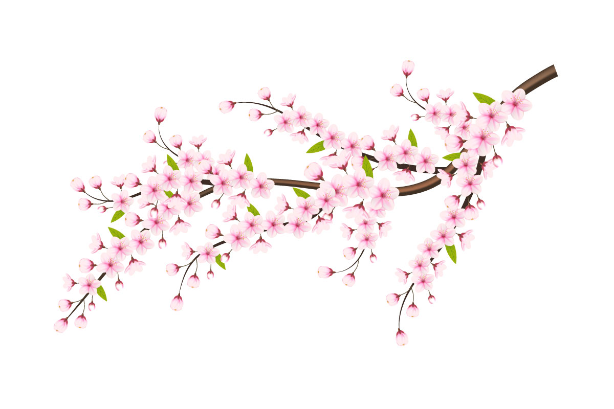 cherry blossom sakura branch isolated on white background. vector illustration