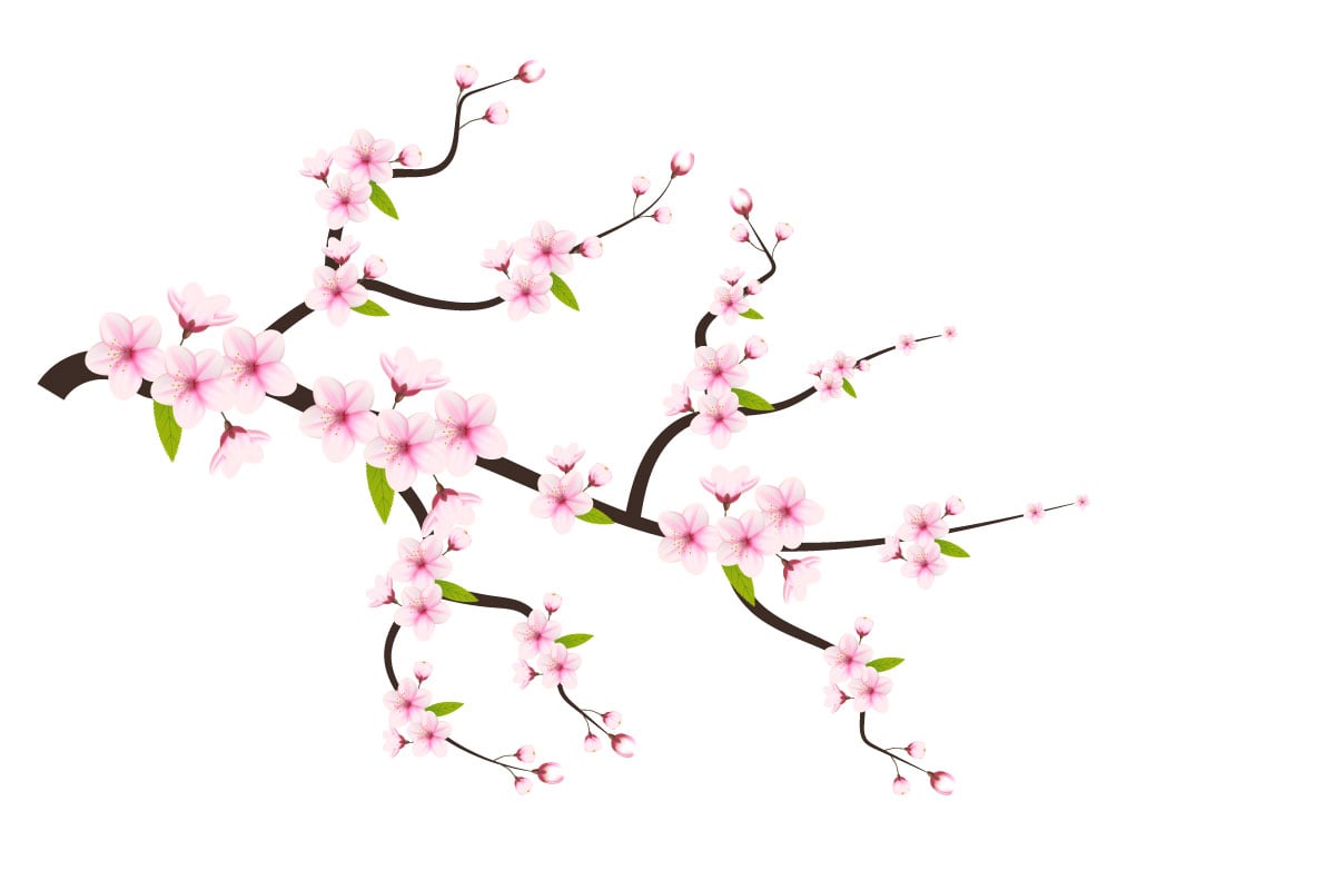 cherry blossom sakura branch isolated on white background vector