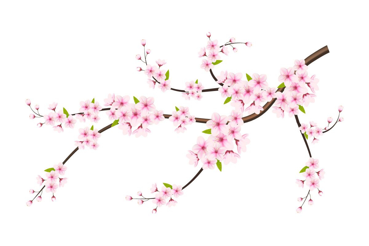 cherry blossom sakura branch isolated on white background. vector design