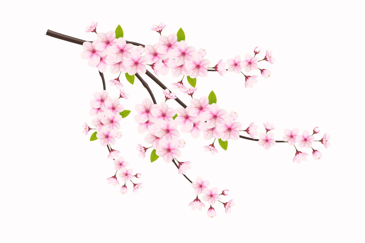 cherry blossom sakura branch isolated on white background