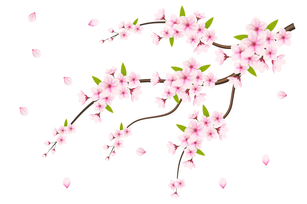 Cherry blossom sakura branch isolated on white background design