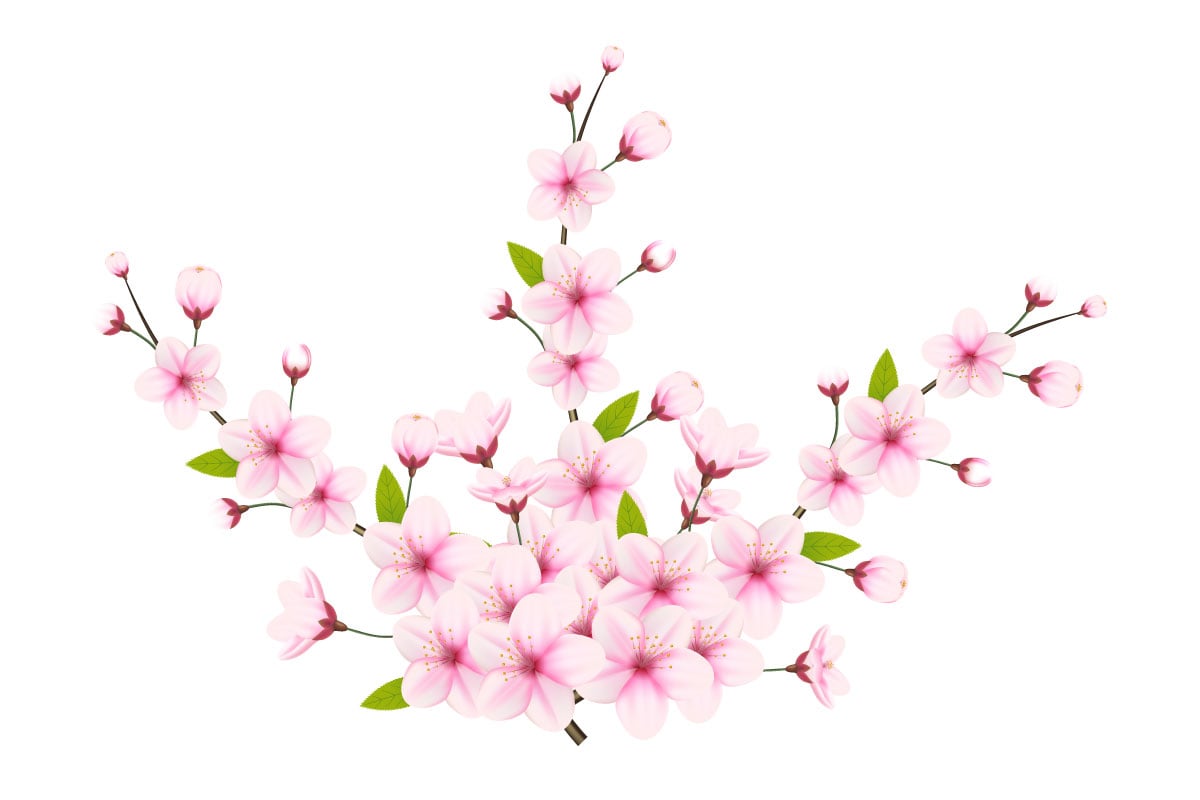 Cherry blossom branch with sakura flower.  cherry blossom vector.  cherry bud. Pink sakura flower