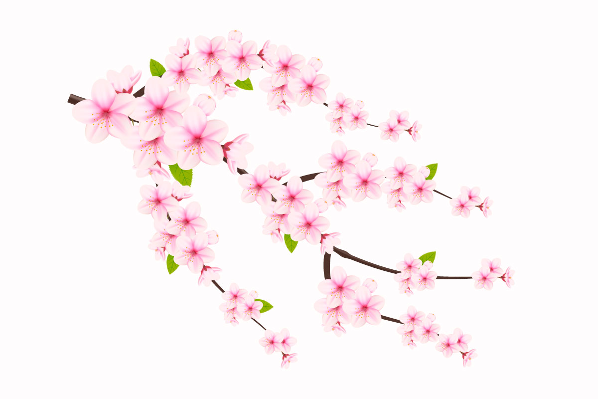 Cherry blossom branch with sakura flower.  cherry blossom vector.  cherry bud. Pink sakura